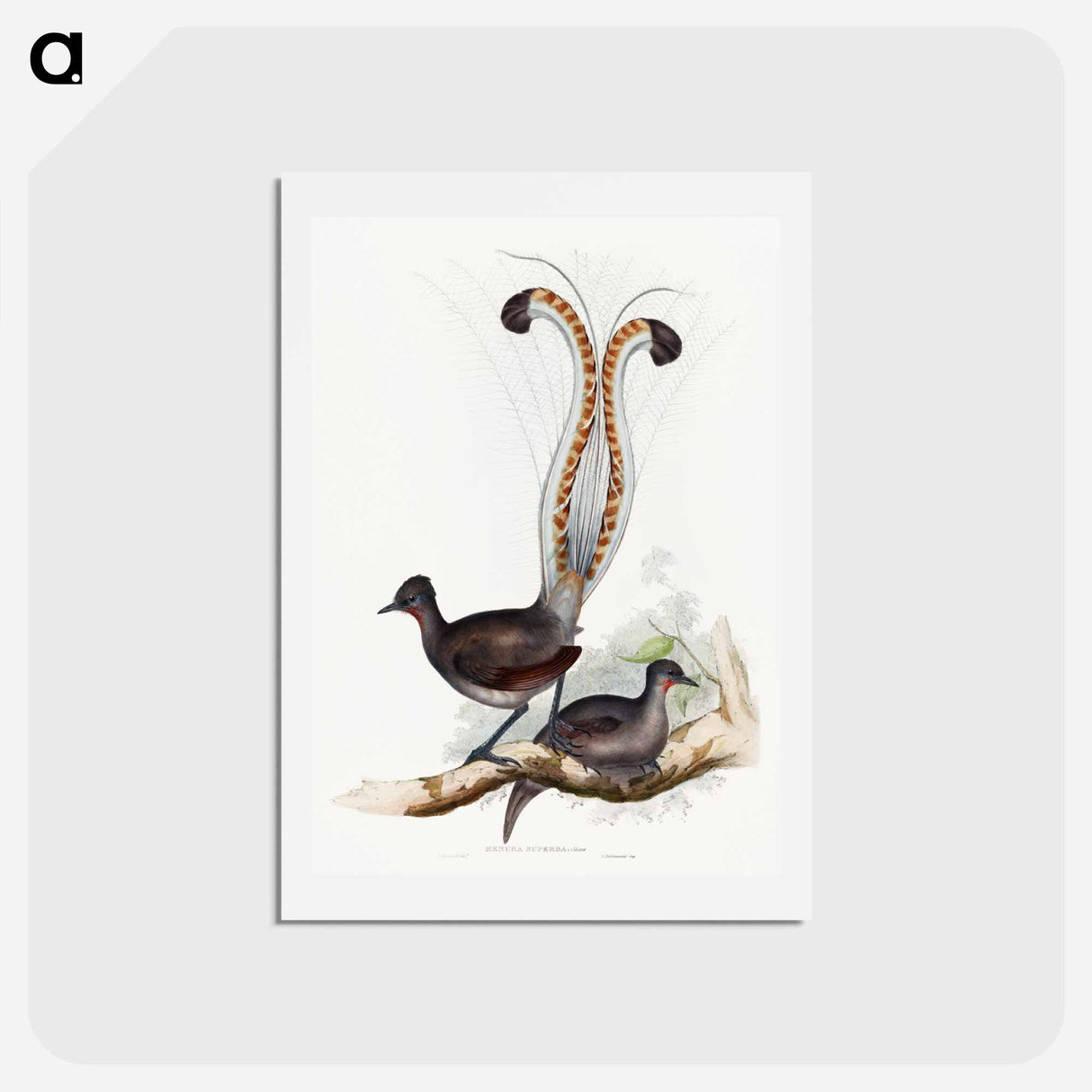 アートポストカード-Lyrebird
 - ジョン グールド Postcard.