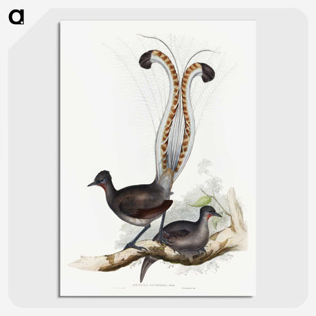 1-46_John-Gould_picture-crop