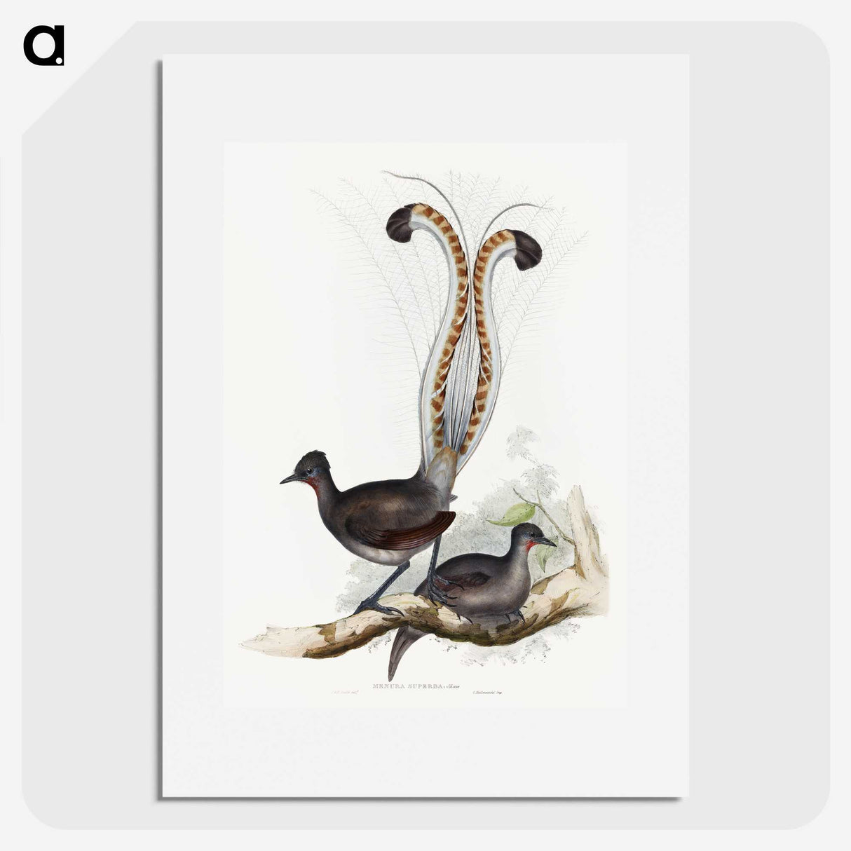 1-46_John-Gould_picture