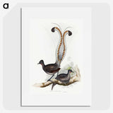 1-46_John-Gould_picture