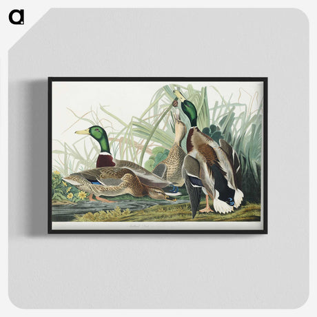 1-46_John-James-Audubon_blk-crop