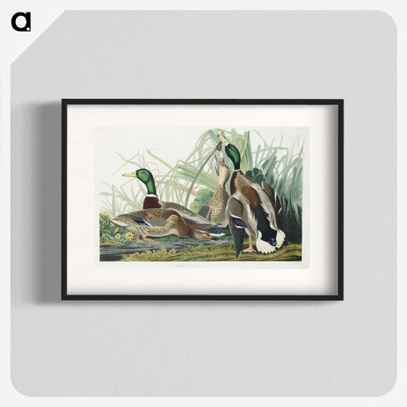 1-46_John-James-Audubon_blk