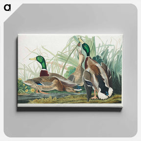 アートパネル-Mallard Duck
 - ジョン ジェームス オーデュボン Canvas.