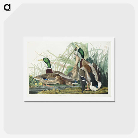 1-46_John-James-Audubon_hagaki