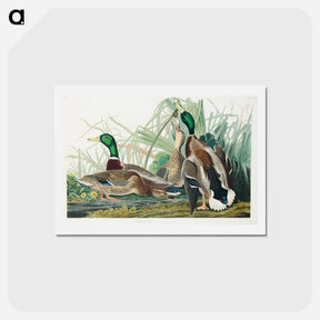アートポストカード-Mallard Duck
 - ジョン ジェームス オーデュボン Postcard.