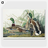 1-46_John-James-Audubon_picture-crop