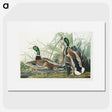 1-46_John-James-Audubon_picture