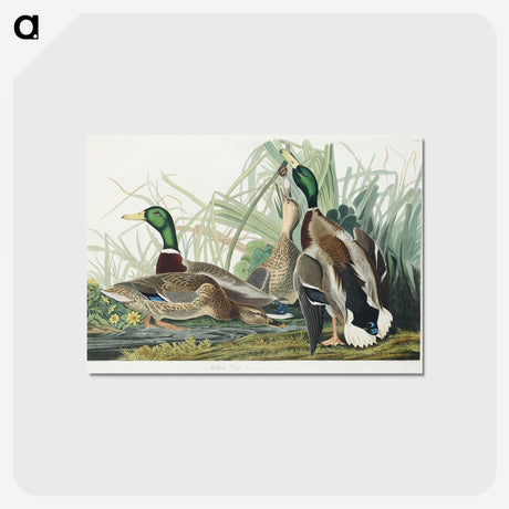 1-46_John-James-Audubon_postcard