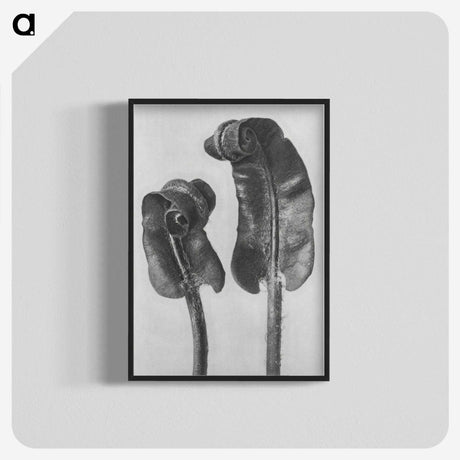 1-46_Karl-Blossfeldt_blk-crop