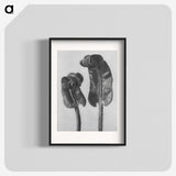 1-46_Karl-Blossfeldt_blk