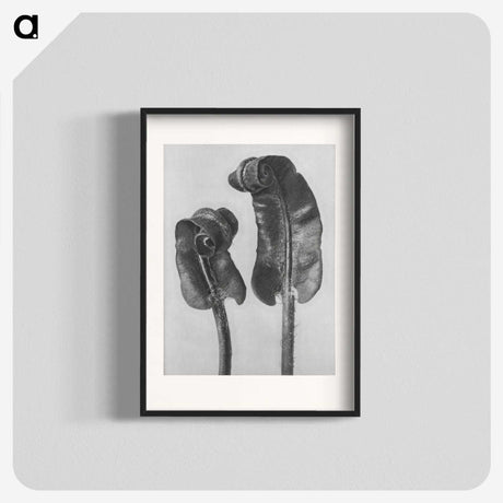 1-46_Karl-Blossfeldt_blk