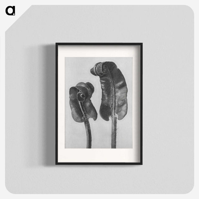 1-46_Karl-Blossfeldt_blk