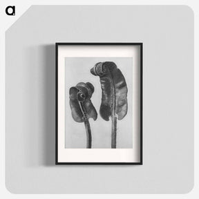 アートポスター-Scolopendrium Vulgare (Hart's–Tongue Fern) Young Rolled-Up Fronds - カール ブロスフェルト Poster.