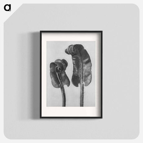 アートポスター-Scolopendrium Vulgare (Hart's–Tongue Fern) Young Rolled-Up Fronds - カール ブロスフェルト Poster.