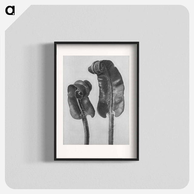 アートポスター-Scolopendrium Vulgare (Hart's–Tongue Fern) Young Rolled-Up Fronds - カール ブロスフェルト Poster.