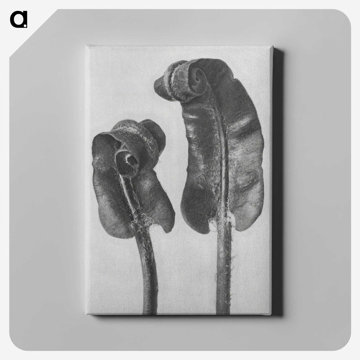 1-46_Karl-Blossfeldt_canvas