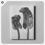 1-46_Karl-Blossfeldt_canvas