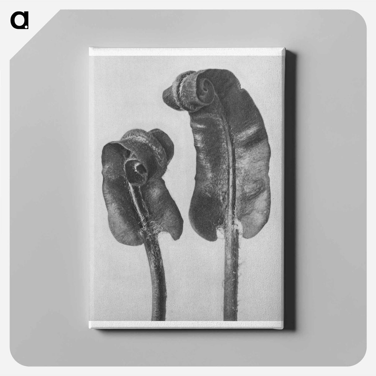 Scolopendrium Vulgare (Hart's–Tongue Fern) Young Rolled-Up Fronds - カール ブロスフェルト Canvas.