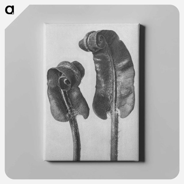 アートパネル-Scolopendrium Vulgare (Hart's–Tongue Fern) Young Rolled-Up Fronds - カール ブロスフェルト Canvas.