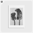 アートポストカード-Scolopendrium Vulgare (Hart's–Tongue Fern) Young Rolled-Up Fronds - カール ブロスフェルト Postcard.