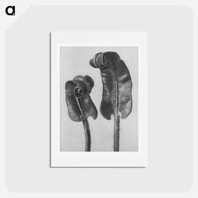 アートポストカード-Scolopendrium Vulgare (Hart's–Tongue Fern) Young Rolled-Up Fronds - カール ブロスフェルト Postcard.