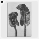 1-46_Karl-Blossfeldt_picture-crop