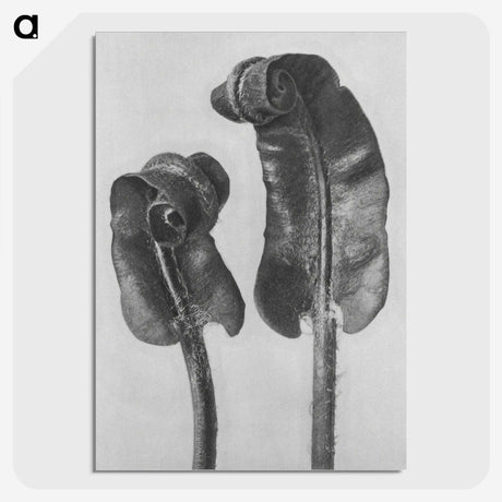 1-46_Karl-Blossfeldt_picture-crop