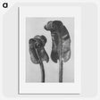 1-46_Karl-Blossfeldt_picture