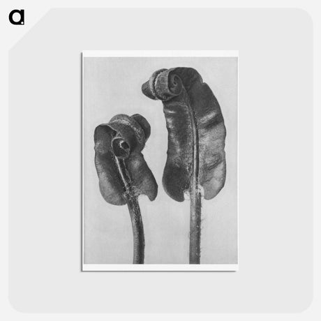 アートポストカード-Scolopendrium Vulgare (Hart's–Tongue Fern) Young Rolled-Up Fronds - カール ブロスフェルト Postcard.