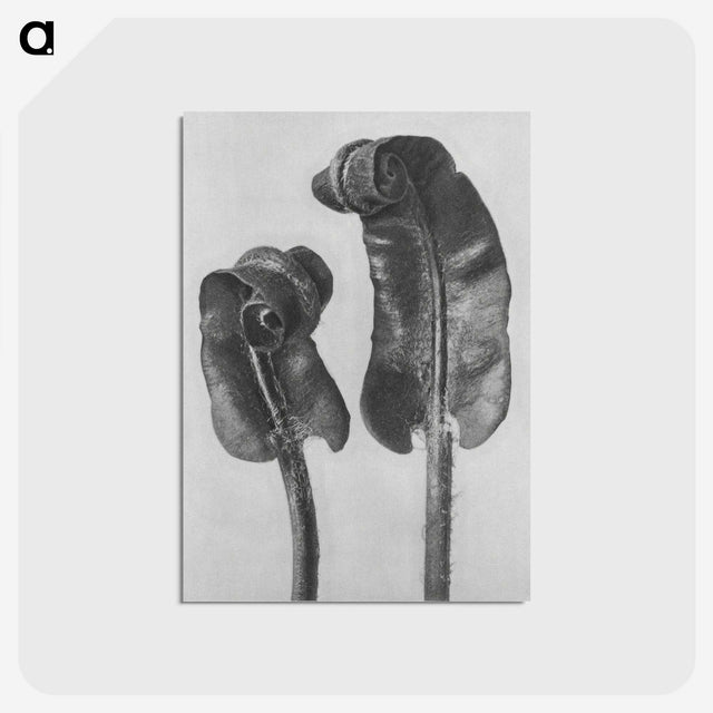 1-46_Karl-Blossfeldt_postcard