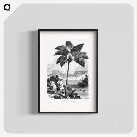 1-46_Les-Palmiers-Histoire-Iconographique_blk