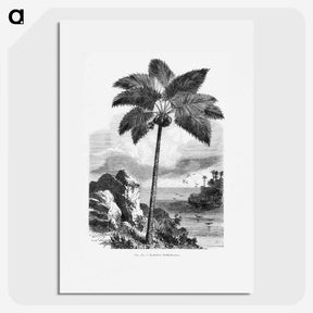 1-46_Les-Palmiers-Histoire-Iconographique_picture