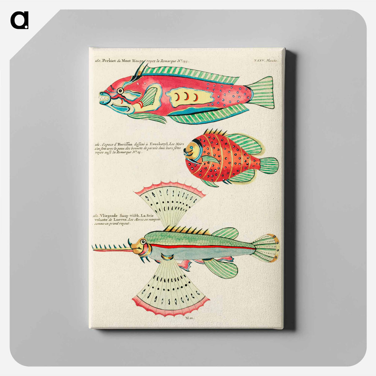 アートパネル-Moluccan Fishes
 - ルイ ルナール Canvas.