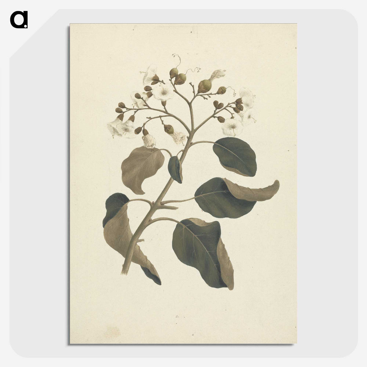 1-46_Luigi-Balugani_picture-crop