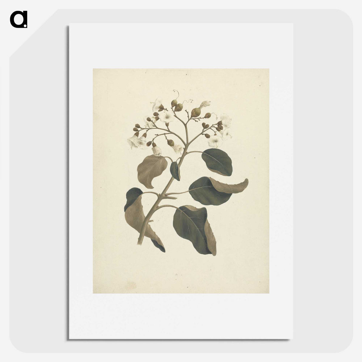 1-46_Luigi-Balugani_picture