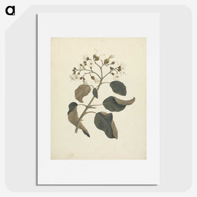 1-46_Luigi-Balugani_picture