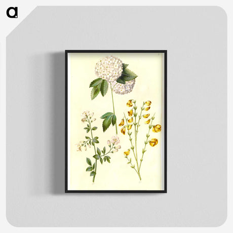 1-46_Maria-Sibylla-Merian_blk-crop