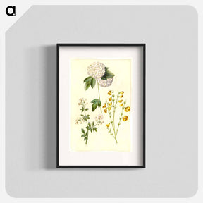 アートポスター-Botanical Studies
 - マリア ジビーラ メーリアン Poster.