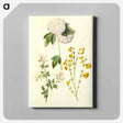 アートパネル-Botanical Studies
 - マリア ジビーラ メーリアン Canvas.