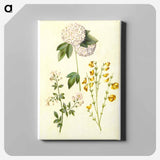 アートパネル-Botanical Studies
 - マリア ジビーラ メーリアン Canvas.