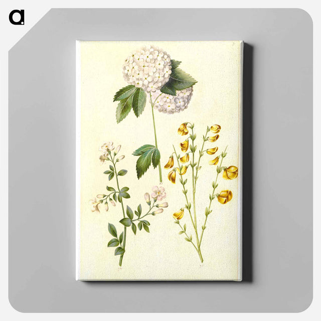 アートパネル-Botanical Studies
 - マリア ジビーラ メーリアン Canvas.