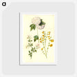 アートポストカード-Botanical Studies
 - マリア ジビーラ メーリアン Postcard.