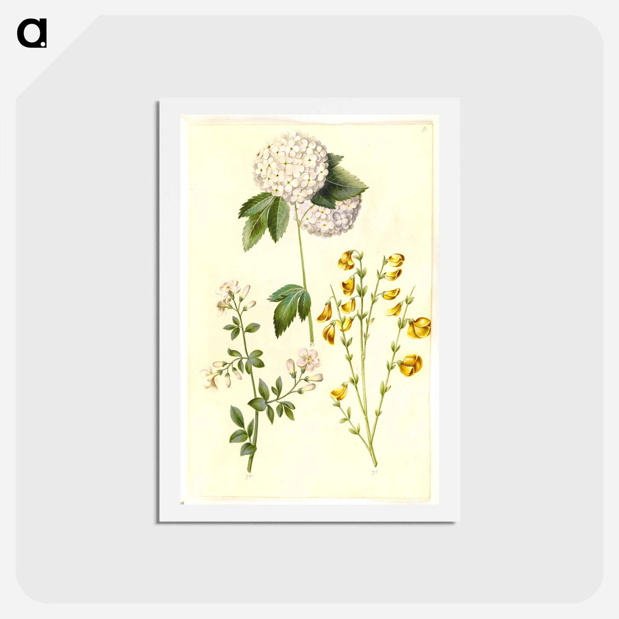 アートポストカード-Botanical Studies
 - マリア ジビーラ メーリアン Postcard.