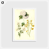 アートポストカード-Botanical Studies
 - マリア ジビーラ メーリアン Postcard.