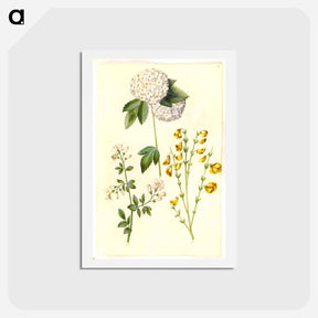 アートポストカード-Botanical Studies
 - マリア ジビーラ メーリアン Postcard.