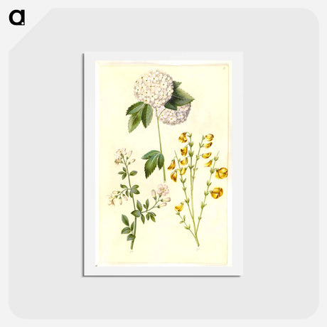 アートポストカード-Botanical Studies
 - マリア ジビーラ メーリアン Postcard.