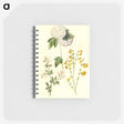 1-46_Maria-Sibylla-Merian_memo