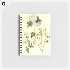 1-46_Maria-Sibylla-Merian_memo