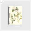 アートメモ帳-Botanical Studies
 - マリア ジビーラ メーリアン Memo.