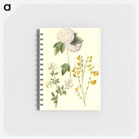 アートメモ帳-Botanical Studies
 - マリア ジビーラ メーリアン Memo.